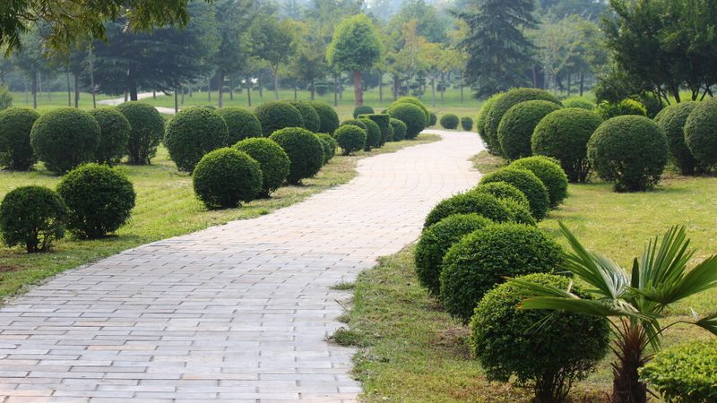 苗木种植基地批发价格，现场看苗的秘诀**
